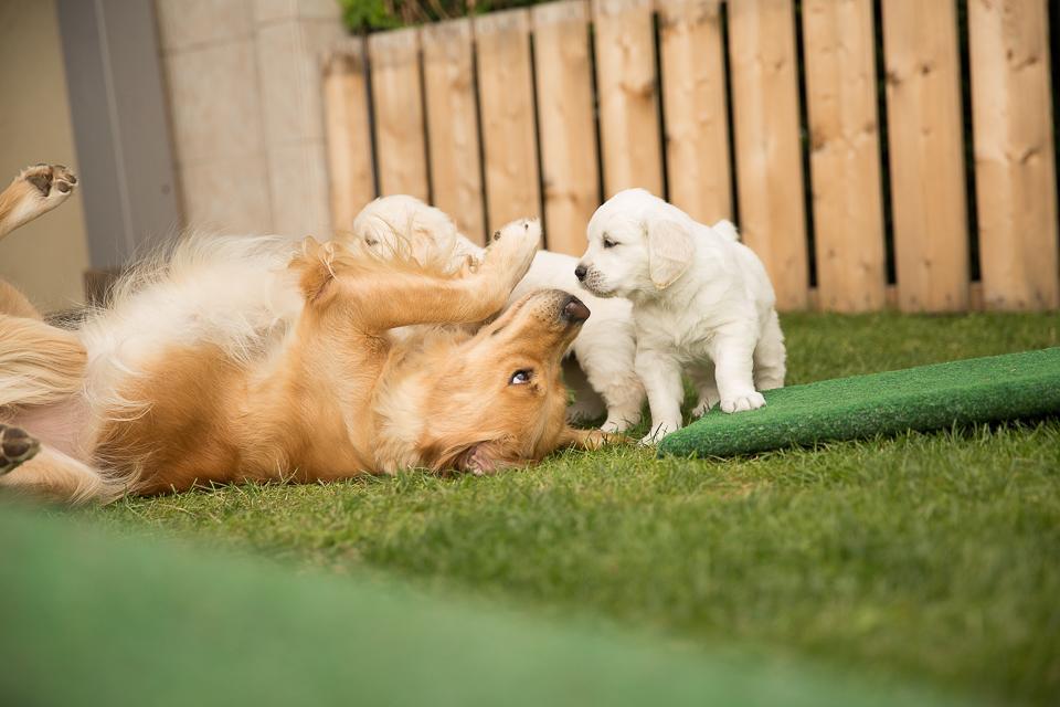 goldencasamorogoldenretrieverzuchtgoldenretrieverwelpen150906__R7B7900