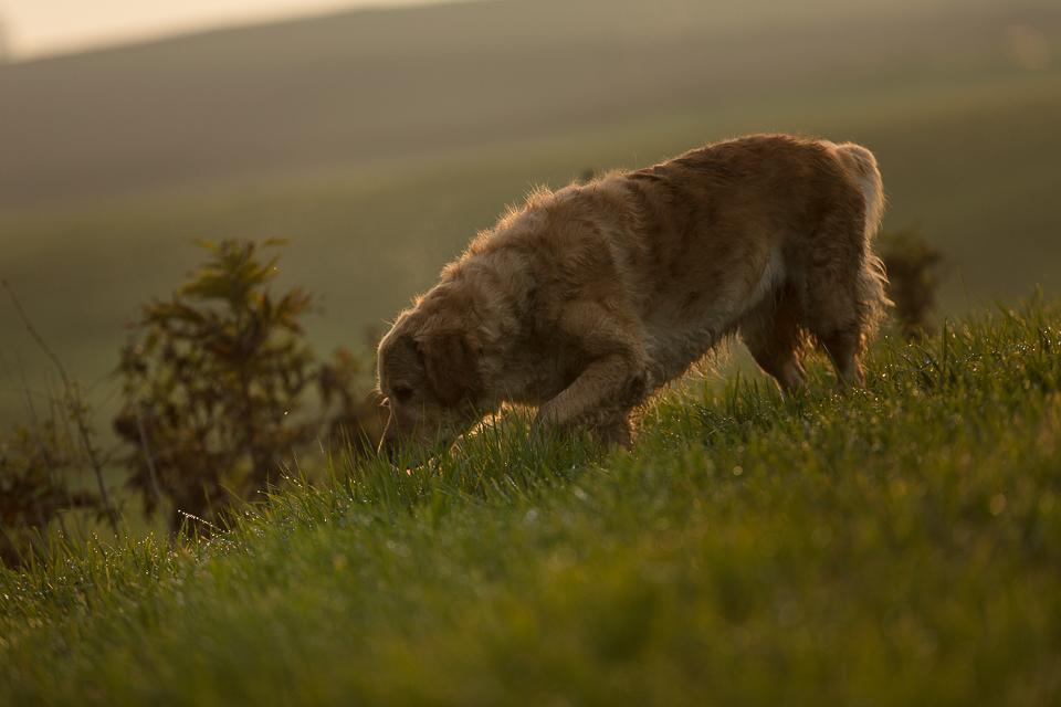 goldencasamorogoldenretrieverzuchtgoldenretrieverwelpen151103__R7B0059