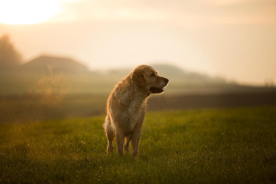 goldencasamorogoldenretrieverzuchtgoldenretrieverwelpen151103__R7B0066