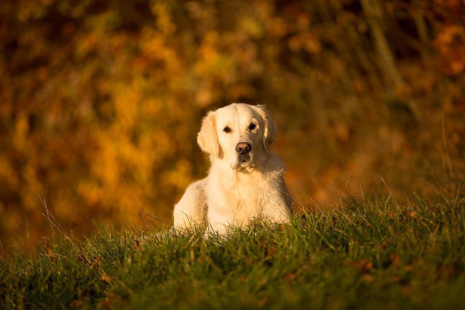goldencasamorogoldenretrieverzuchtgoldenretrieverwelpen151103__R7B9976