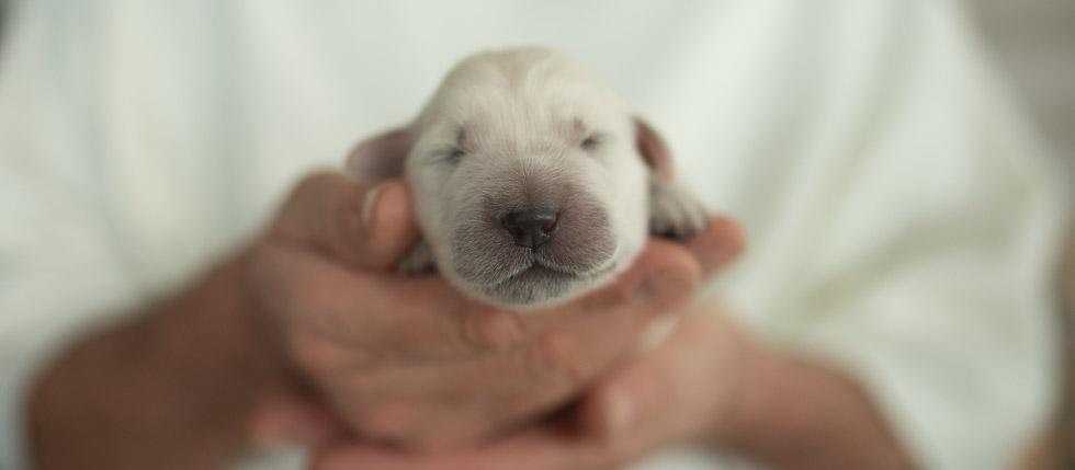 GCMofgoldencasamorogoldenretrieverfriedbergbayernwelpen 694A7530. 190308