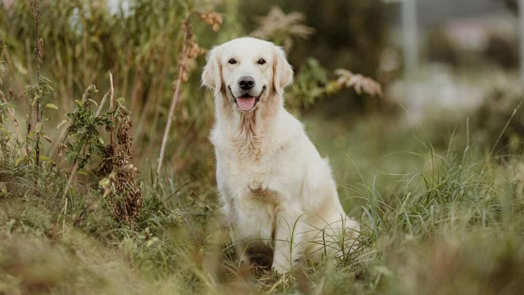 goldenretrieverwelpenbayernaugsburggoldencasamoro_004 23