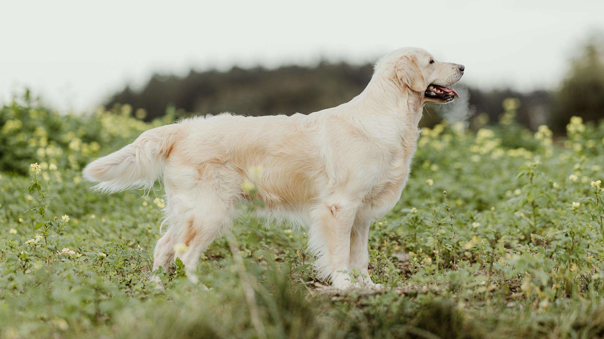 goldenretrieverwelpenbayernaugsburggoldencasamoro_009 23